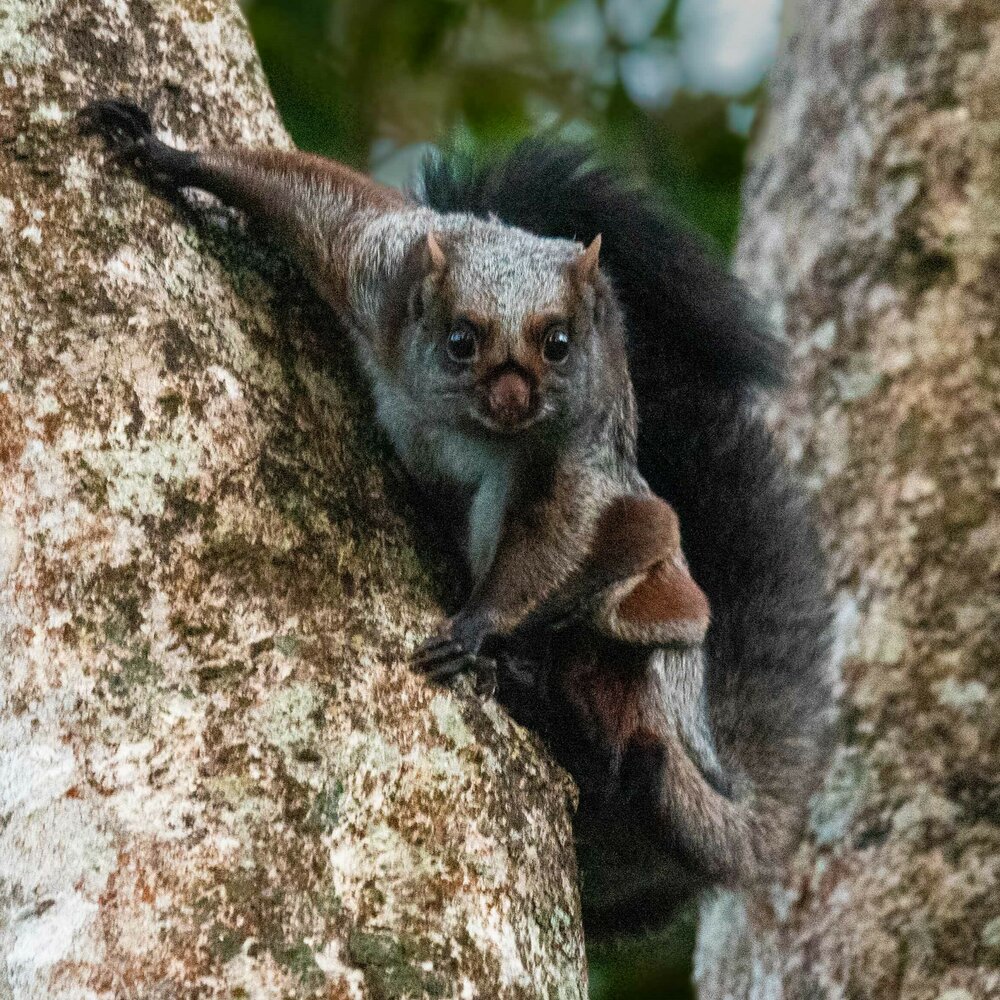Indian giant flying squirrel Noopuran sivaguru a