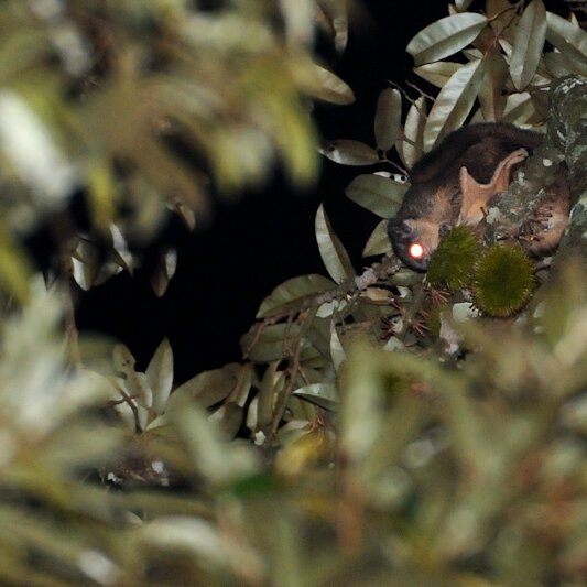 Squirrel Photo1 TFS At Night By Kalyan Varma