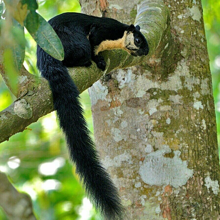 Black giant squirrel nick baker