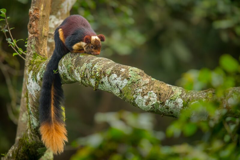 Indian giant squirrel