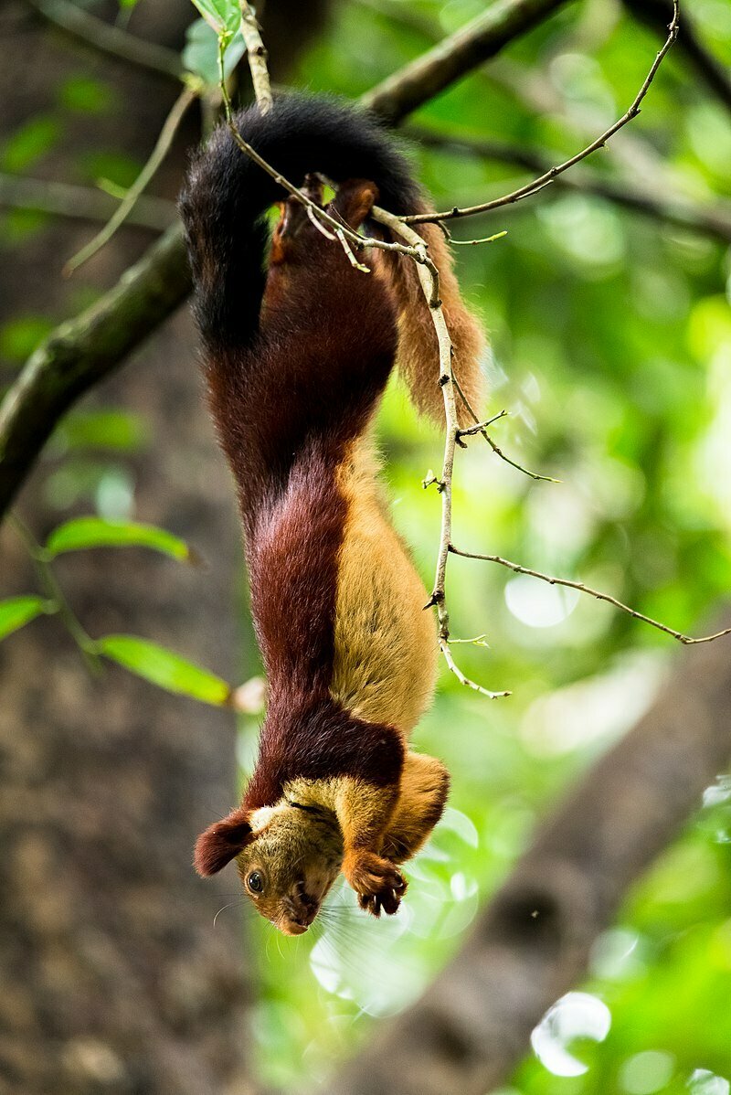 Indian giant squirrel