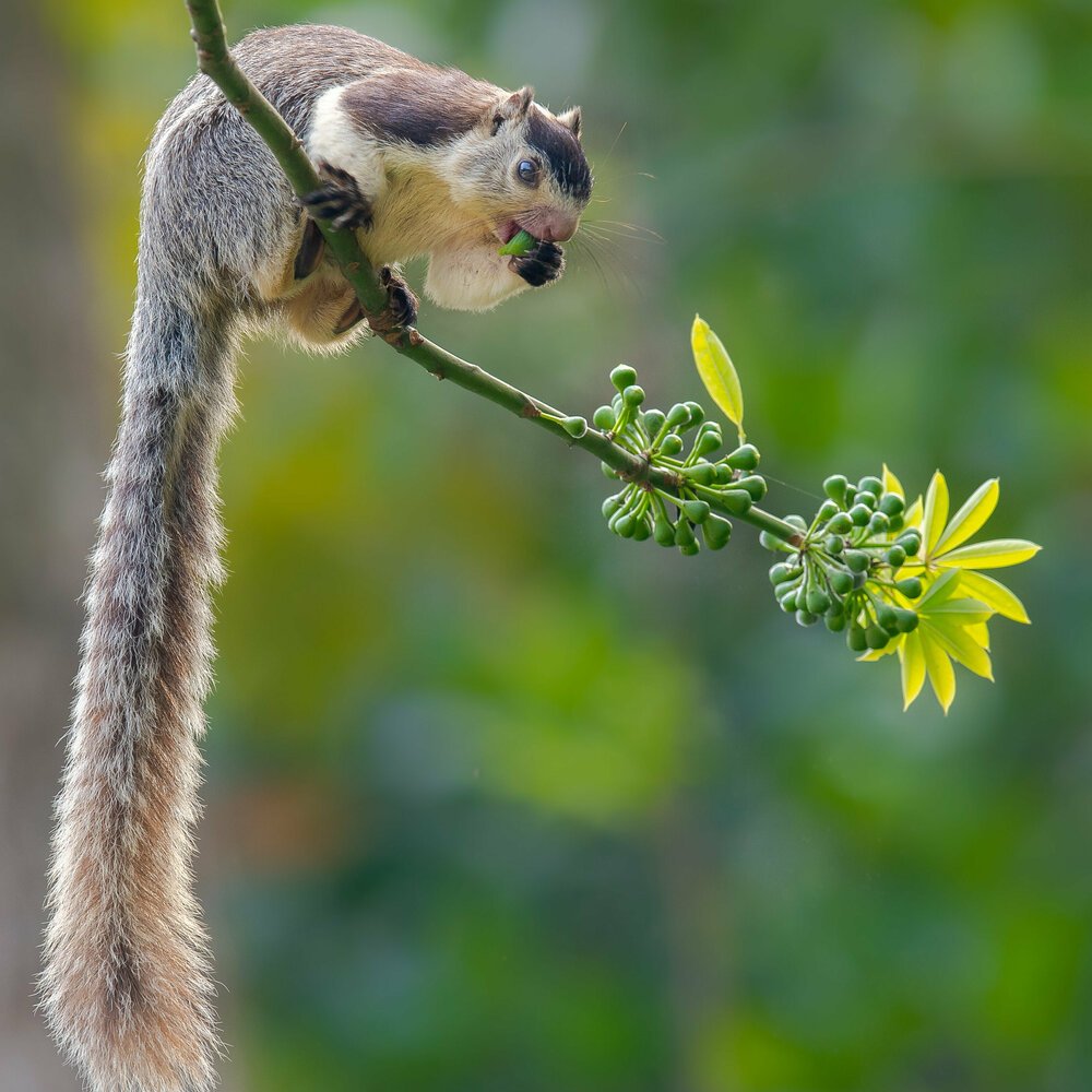 Grizzled giant squirrel Noopuran