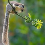 Grizzled giant squirrel Noopuran