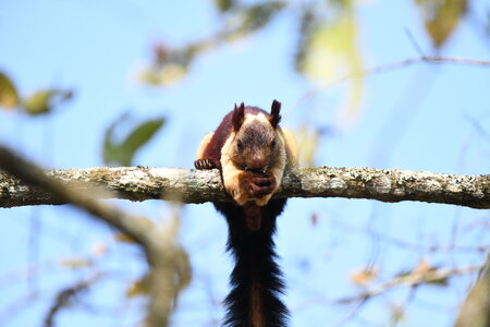 Indian&#x20;Giant&#x20;Squirrel&#x20;Jude&#x20;D